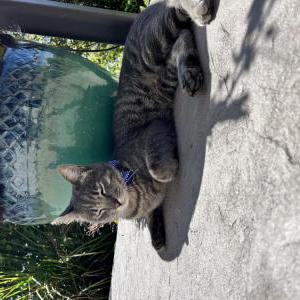 Image of Kahuna, Lost Cat