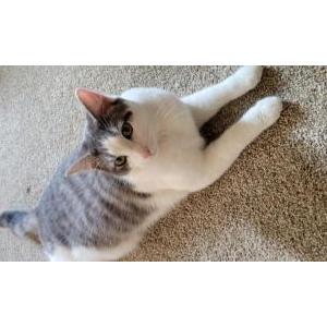 Image of Milo, Lost Cat