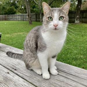 Image of Ruck, Lost Cat