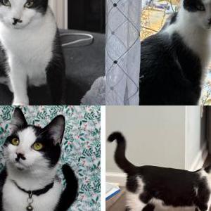 Image of Luna, Lost Cat