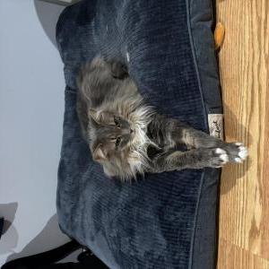 Image of Momo, Lost Cat