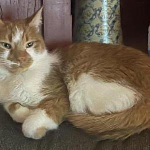 Image of Ernie, Found Cat
