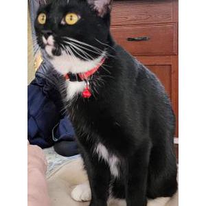 Image of Pepe, Lost Cat