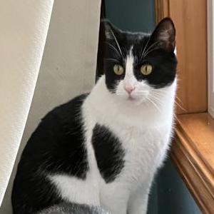Image of Betsy, Lost Cat