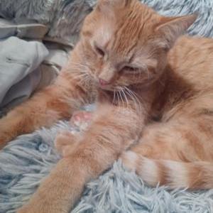 Lost Cat Cheeto