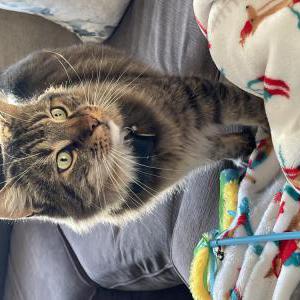 Image of Lukie, Lost Cat