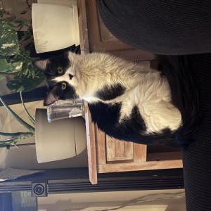 Image of Coco, Lost Cat