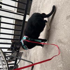 Lost Cat Chum