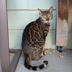 Lost Cat Nala