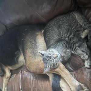 Lost Cat Fergie