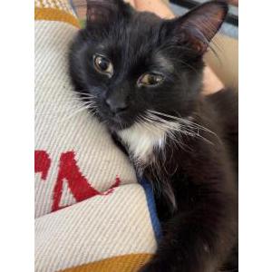 Lost Cat Toby