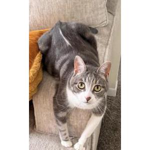 Image of Gwen, Lost Cat