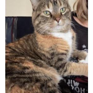 Image of Jelly, Lost Cat
