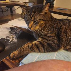Image of Trip Hall, Lost Cat