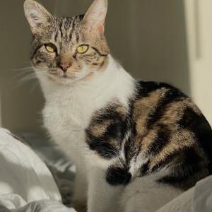 Image of Drake, Lost Cat