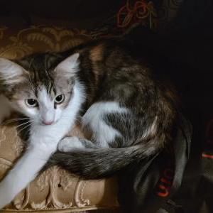 Lost Cat Mila