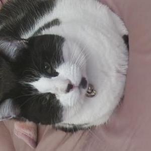Image of Oreo Jem, Lost Cat