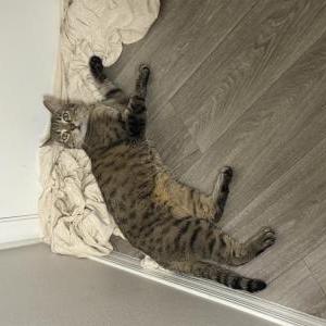 Image of Unknown, Found Cat