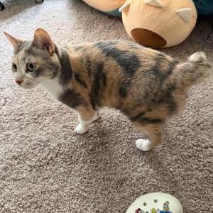Image of Coco, Lost Cat