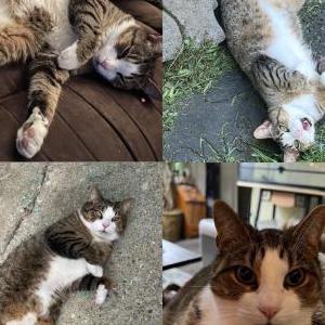 Lost Cat Winnie Jobe