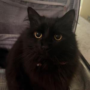 Image of Shadow goes by mama, Lost Cat