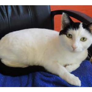 Image of Taylor, Lost Cat