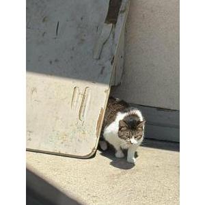 Image of Sushi, Lost Cat