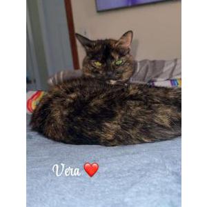 Image of Vera, Lost Cat