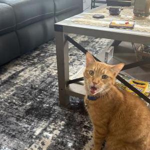 Lost Cat Mango