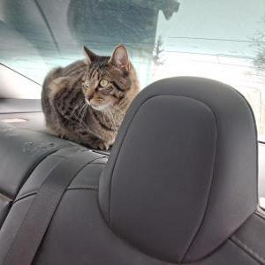 Image of finn, Lost Cat