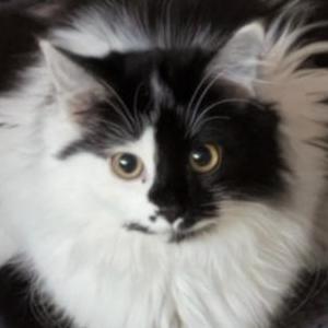 Lost Cat Baby