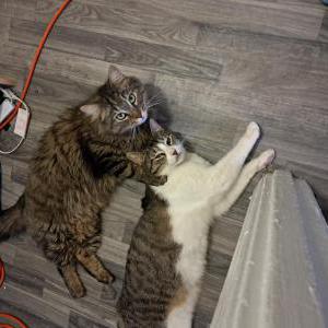 Image of Mogwhi, Lost Cat