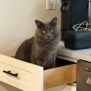 Image of Magoo, Lost Cat