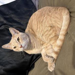 Image of Gojo, Lost Cat