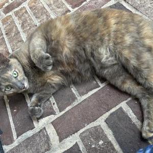 Image of Unknown, Found Cat