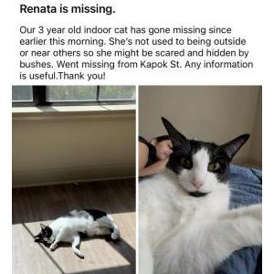 Image of renata, Lost Cat
