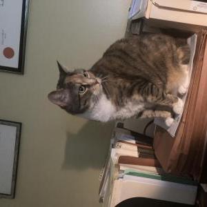 Image of Kinvara, Lost Cat