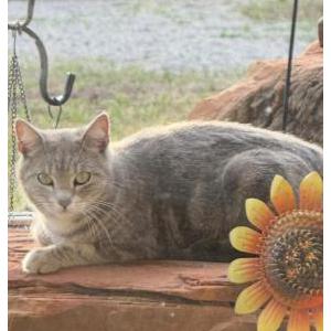 Lost Cat Baby