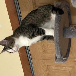 Image of Angel, Lost Cat