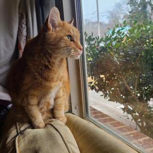 Image of Be Fe Be, Lost Cat