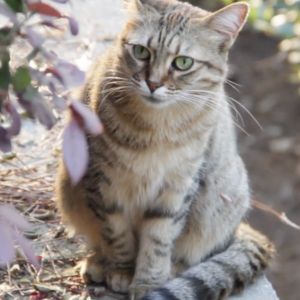 Lost Cat Tiger Lily