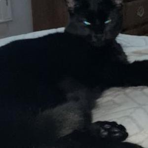 Image of Cooper, Lost Cat