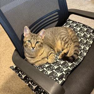 Lost Cat Scoops