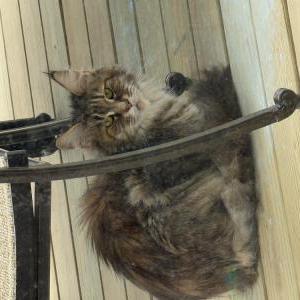 Image of Unknown, Found Cat