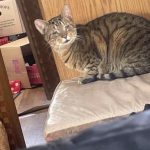 Image of Nim, Lost Cat