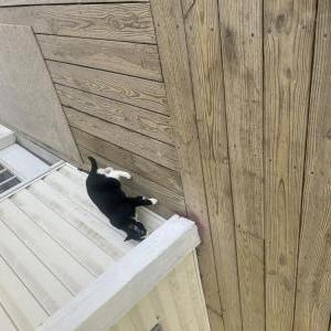 Image of Twilight, Lost Cat