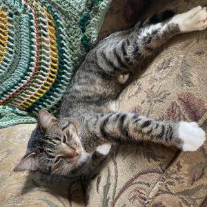 Image of Moony, Lost Cat
