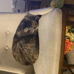 Image of Okra, Lost Cat