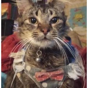 Image of Precious, Lost Cat