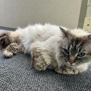 Image of Unknown, Found Cat